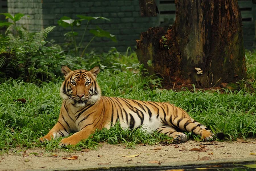 Zoo Negara Malaysia