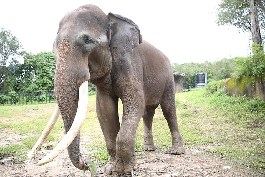 Zoo Negara Malaysia photo 3
