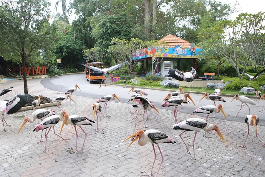 Zoo Negara Malaysia photo 4