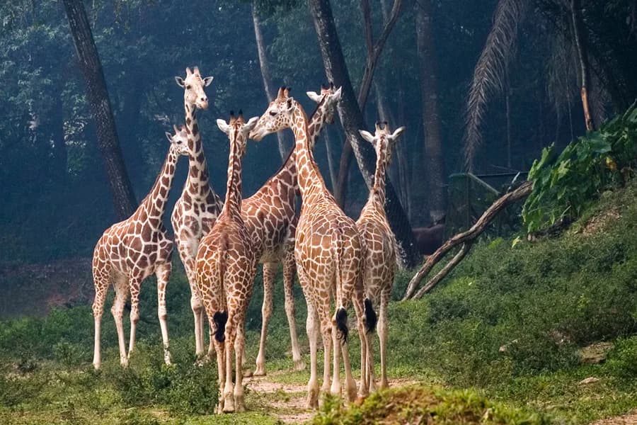 Zoo Negara Malaysia photo 5